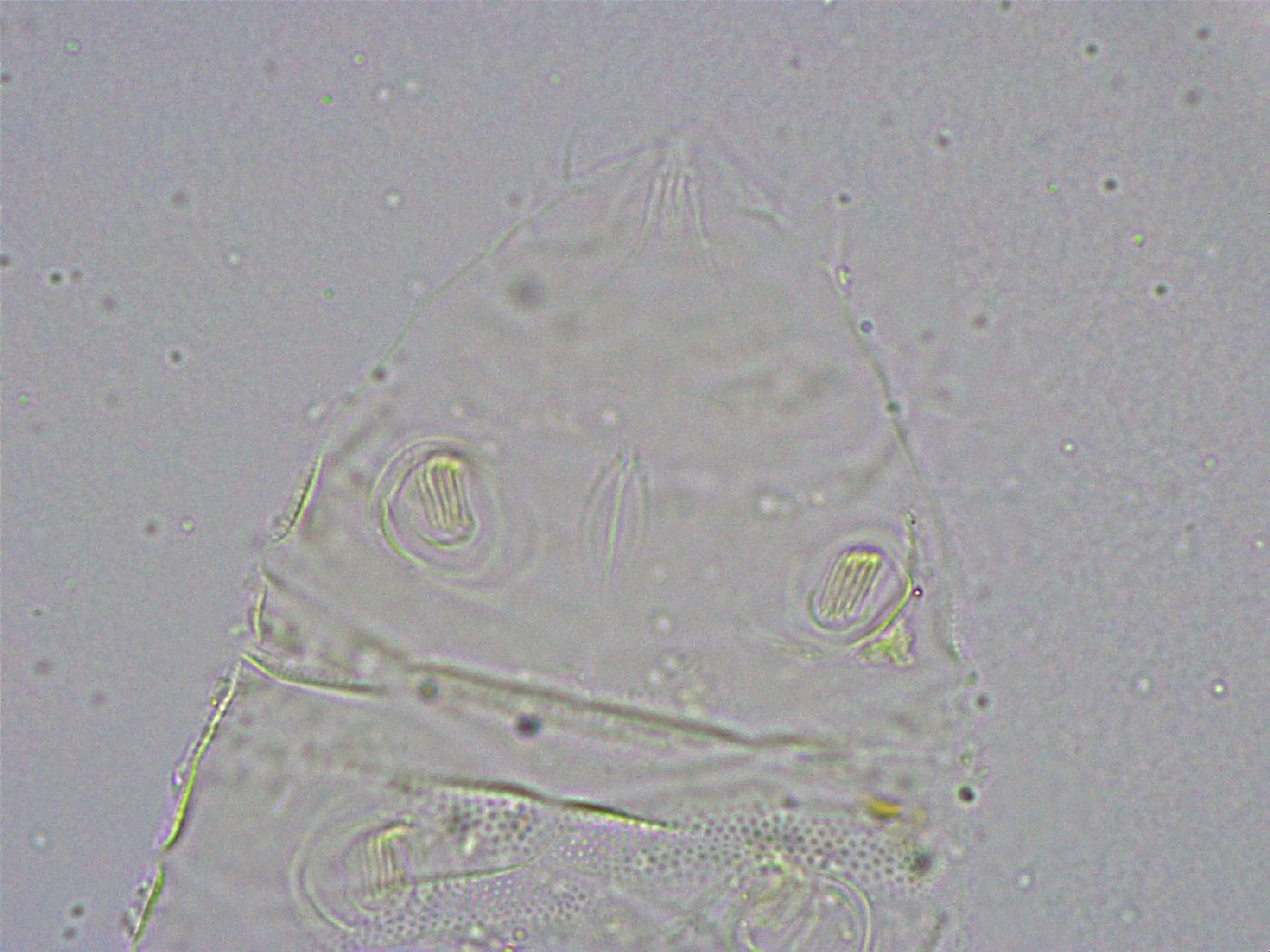 Pseudechiniscus suillus image