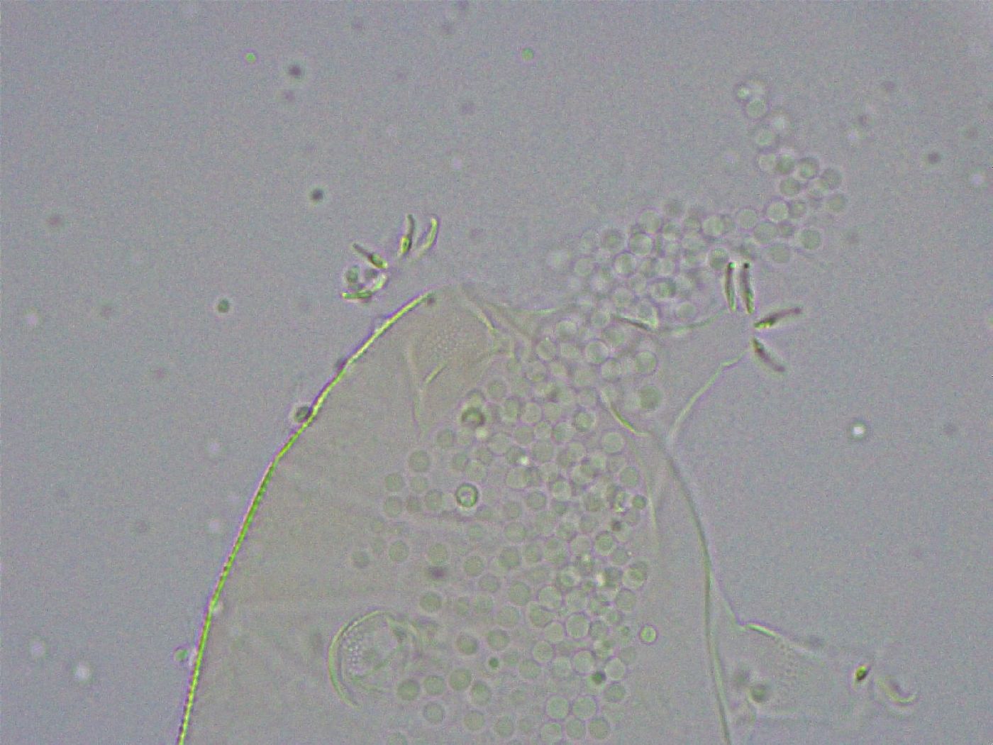 Pseudechiniscus suillus image