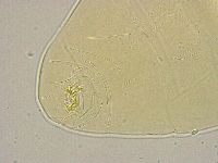 Milnesium tardigradum image