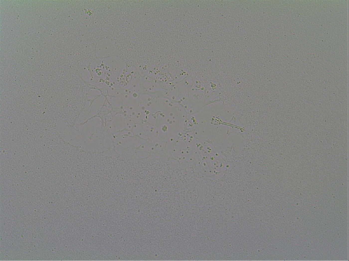 Minibiotus hispidus image