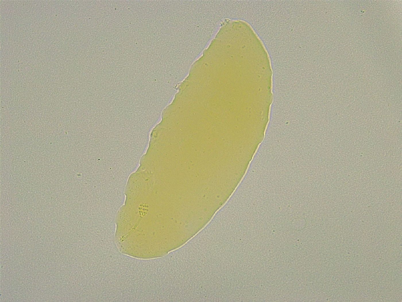 Minibiotus intermedius image