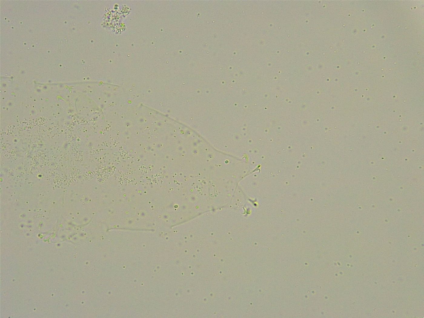 Minibiotus intermedius image