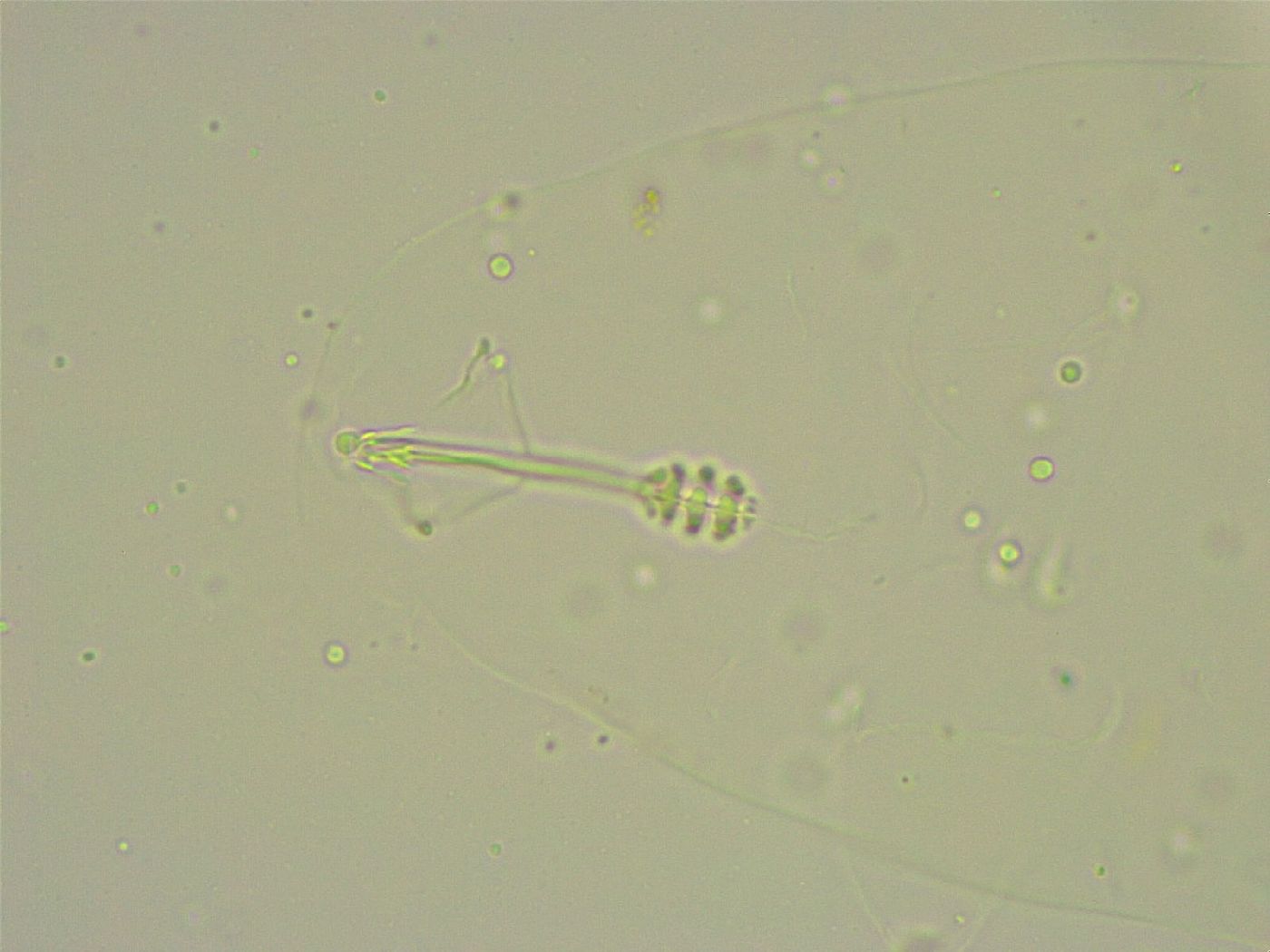 Minibiotus intermedius image