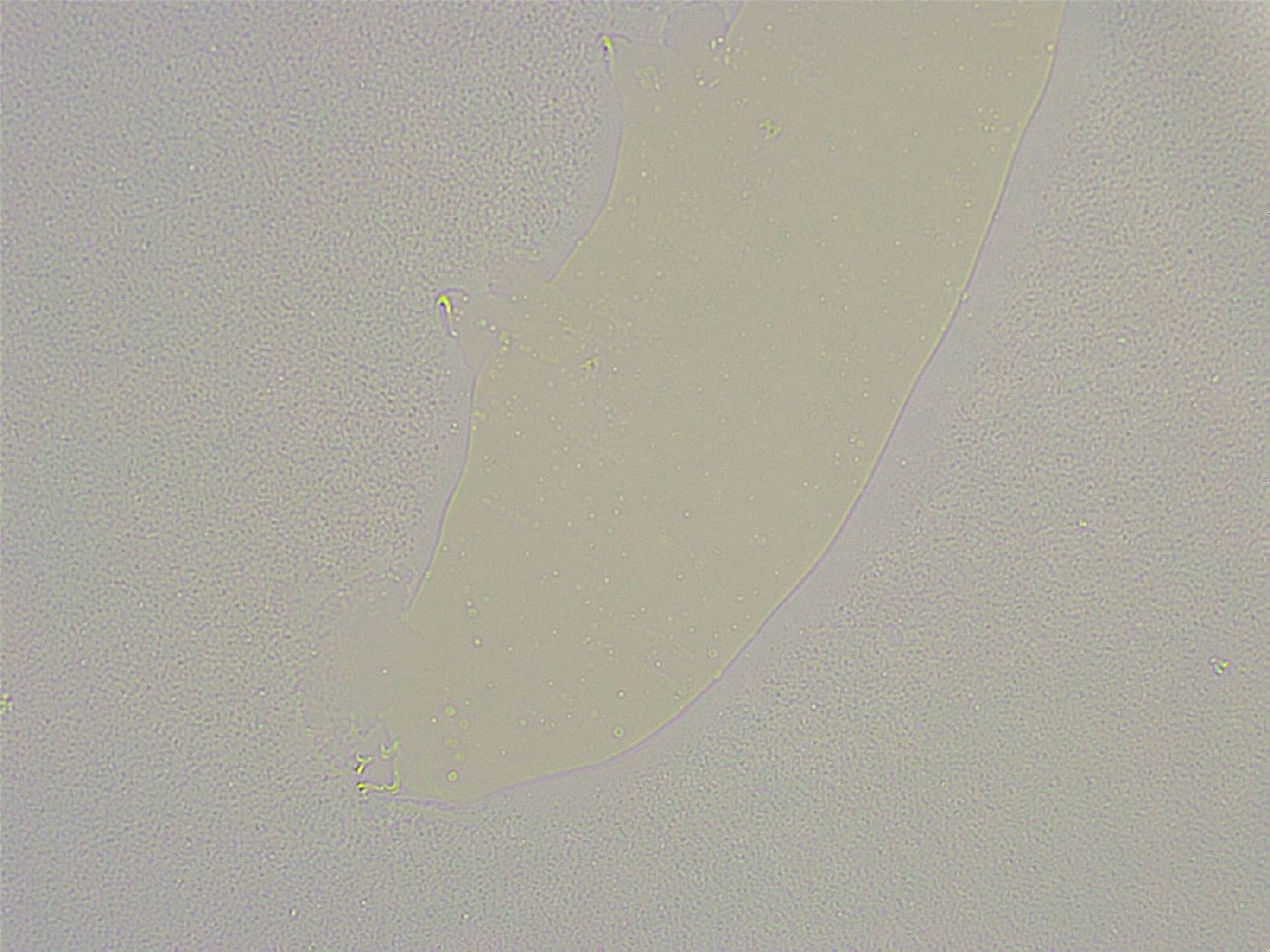 Minibiotus intermedius image