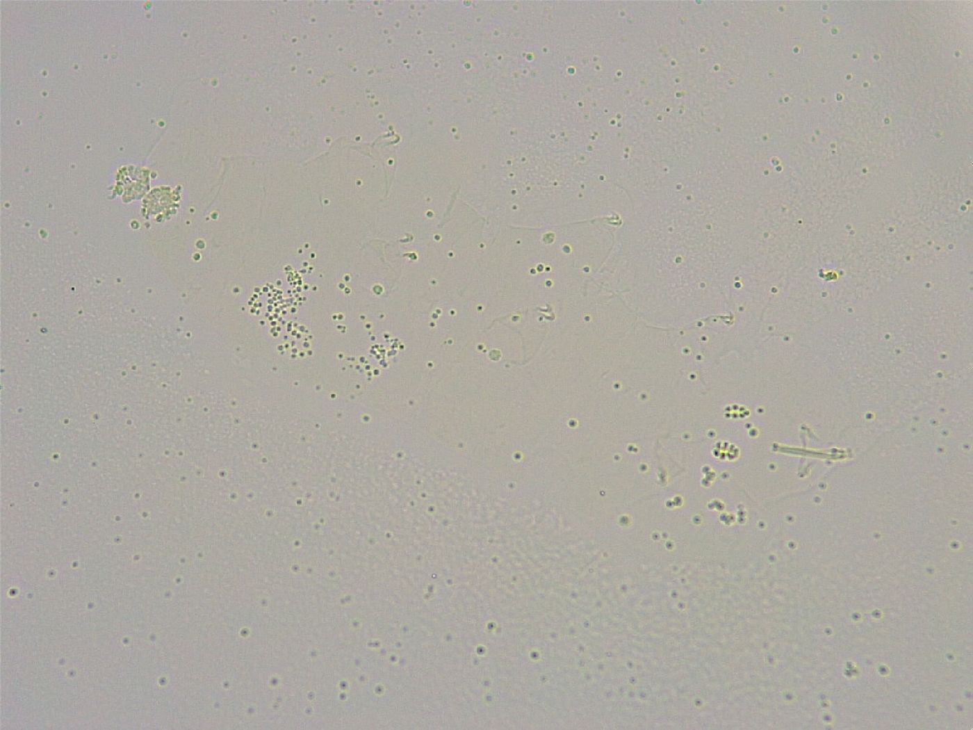 Minibiotus intermedius image