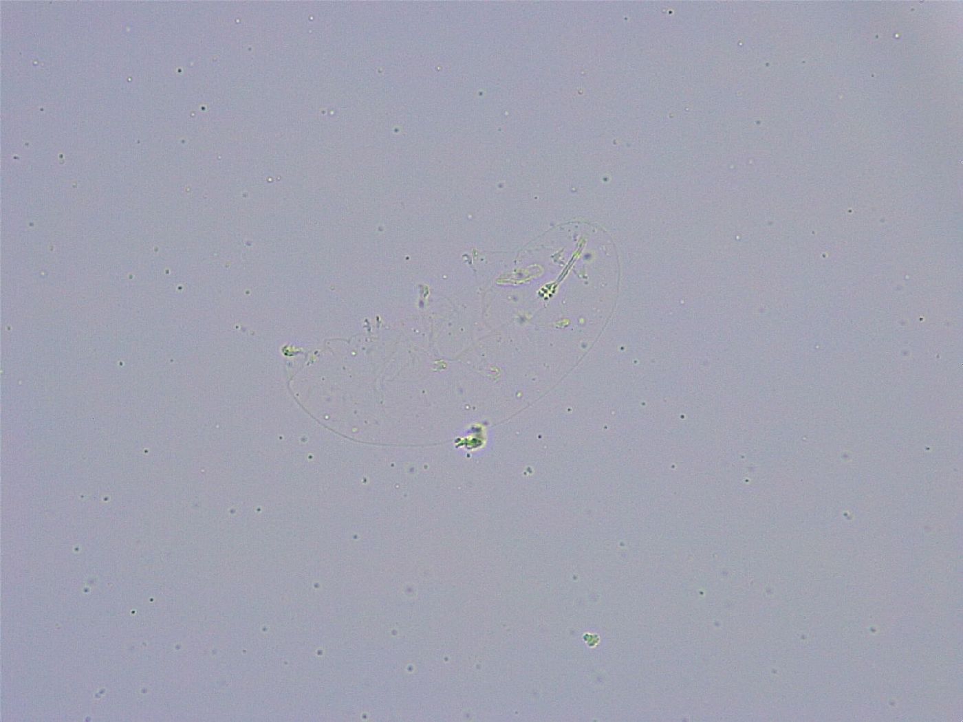Minibiotus intermedius image