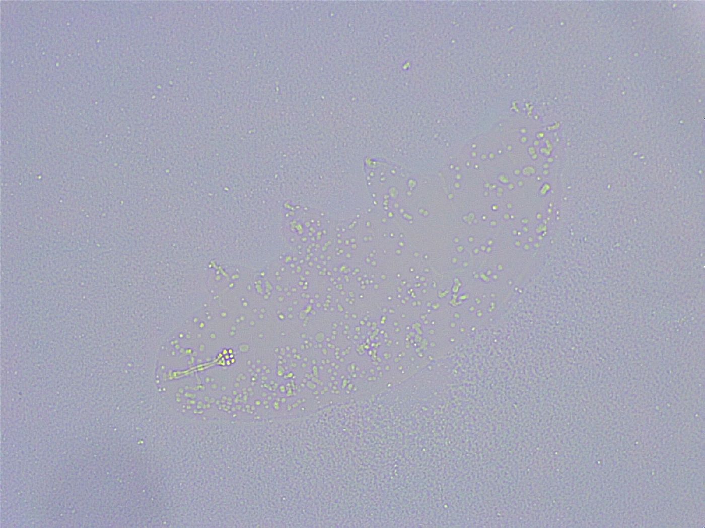 Minibiotus intermedius image