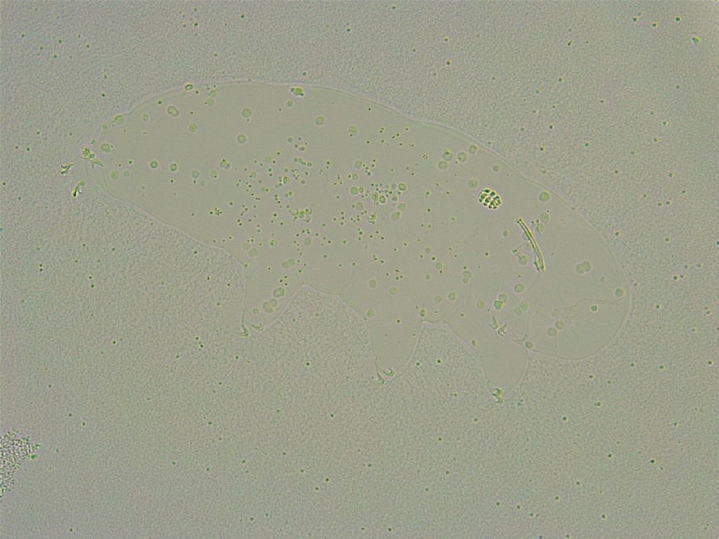 Minibiotus intermedius image