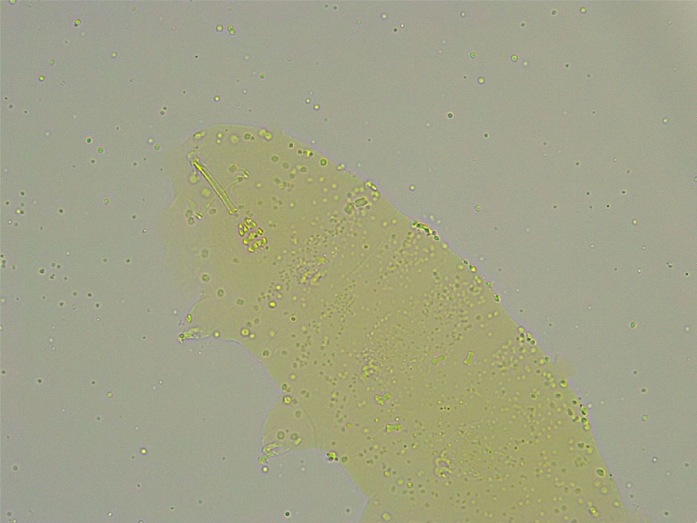 Minibiotus image