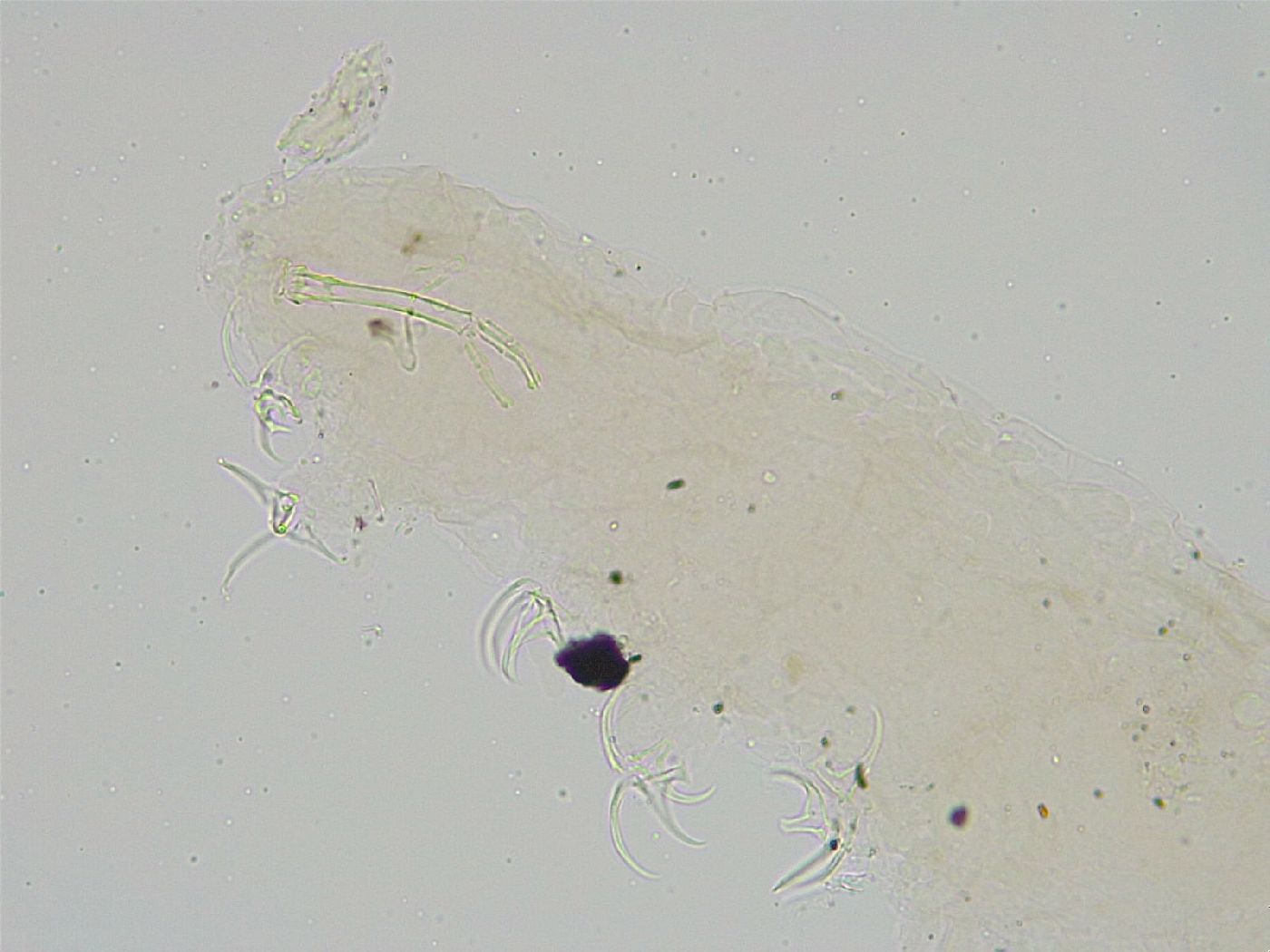 Pseudobiotus image