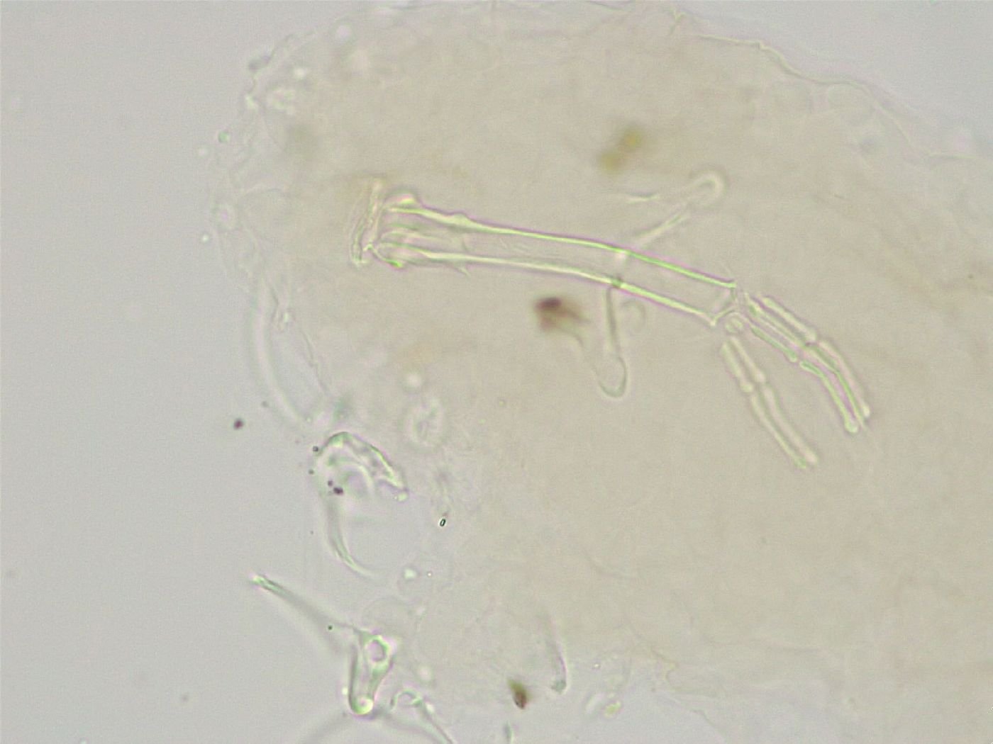 Pseudobiotus image