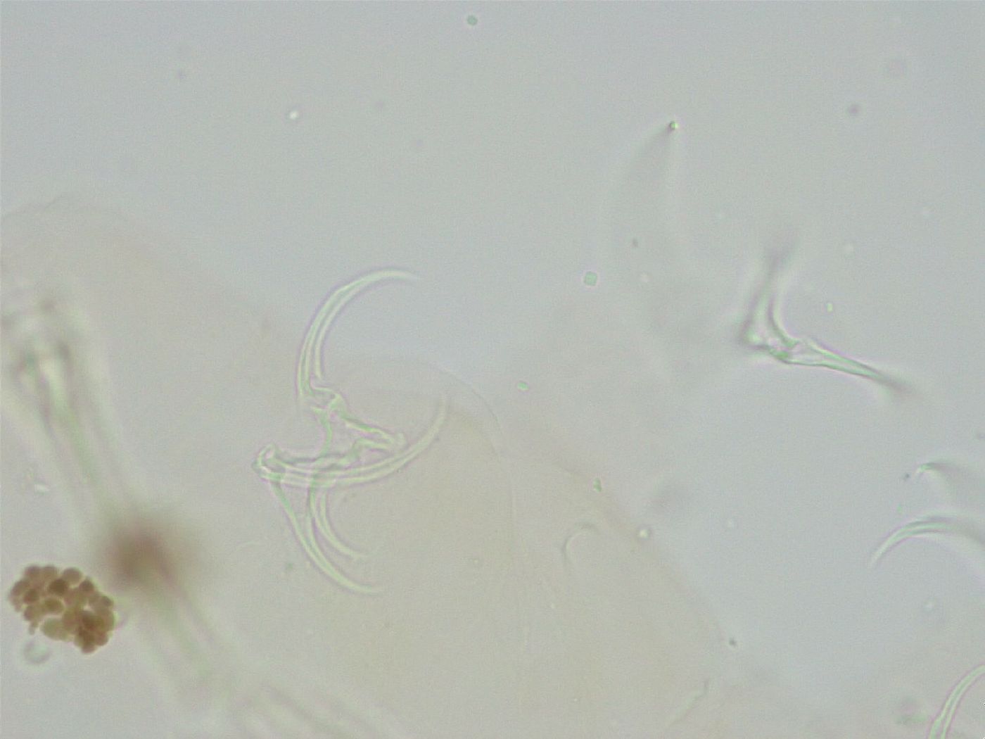 Pseudobiotus image