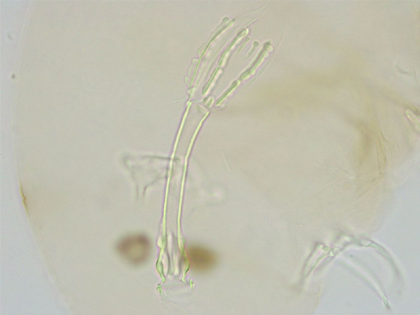 Pseudobiotus image