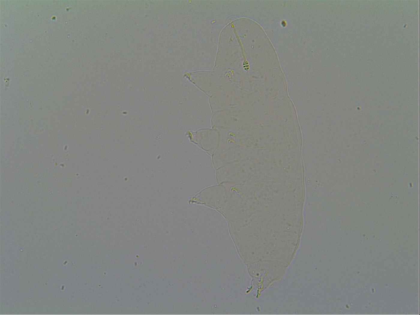 Pseudodiphascon image