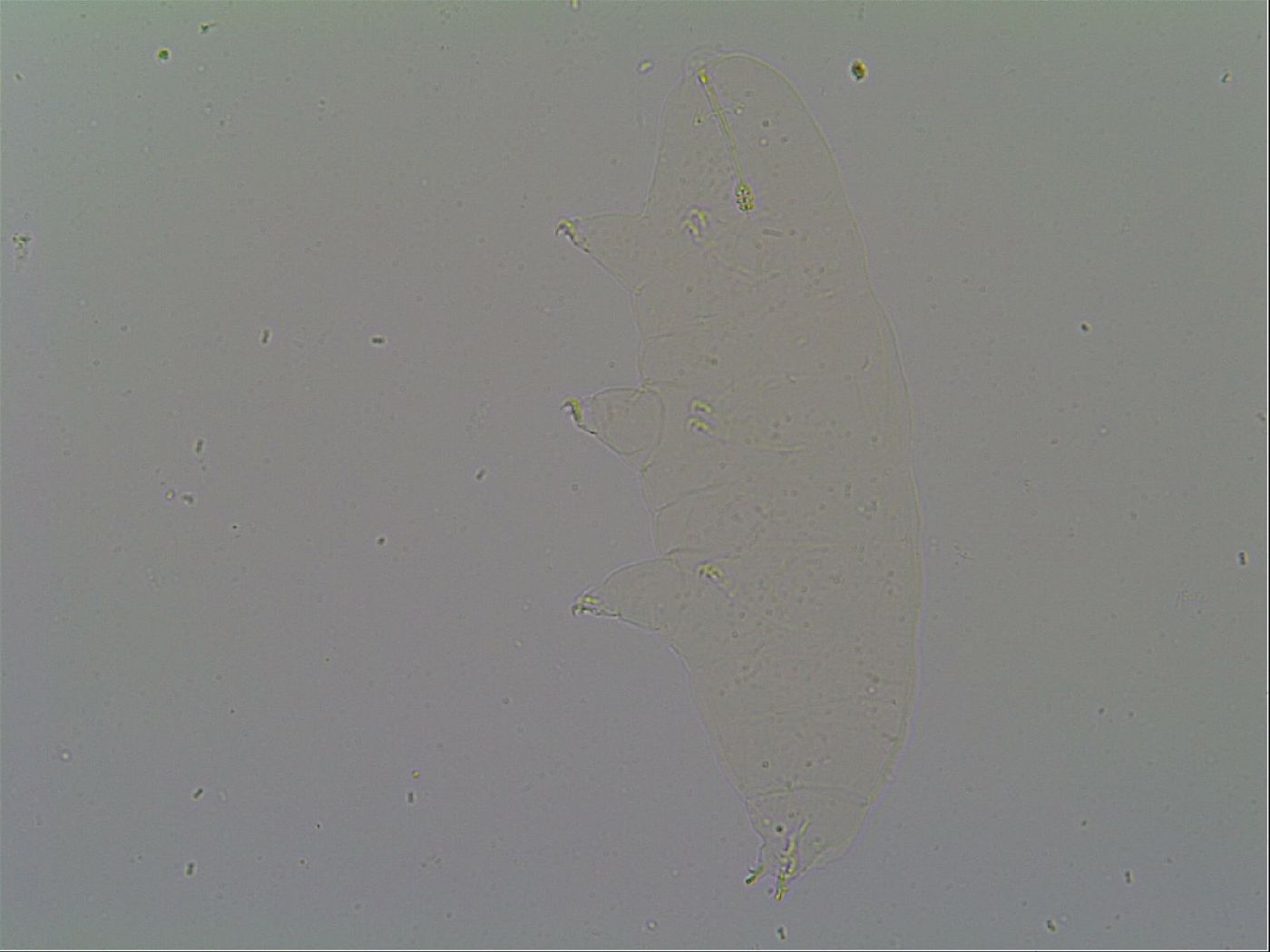 Pseudodiphascon image