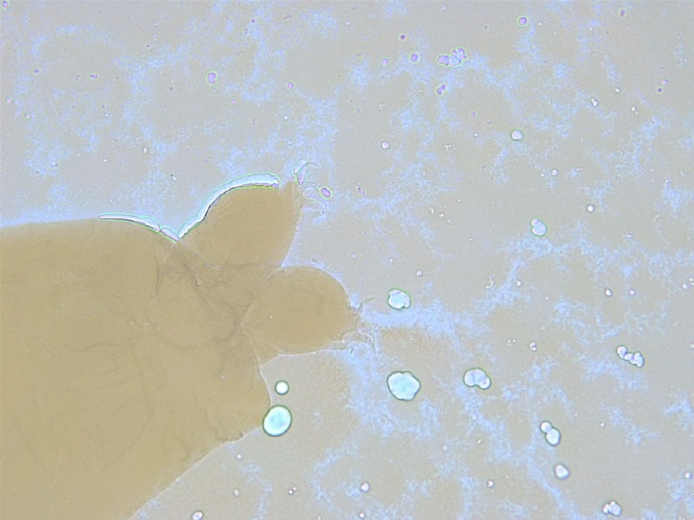 Thulinius saltursus image