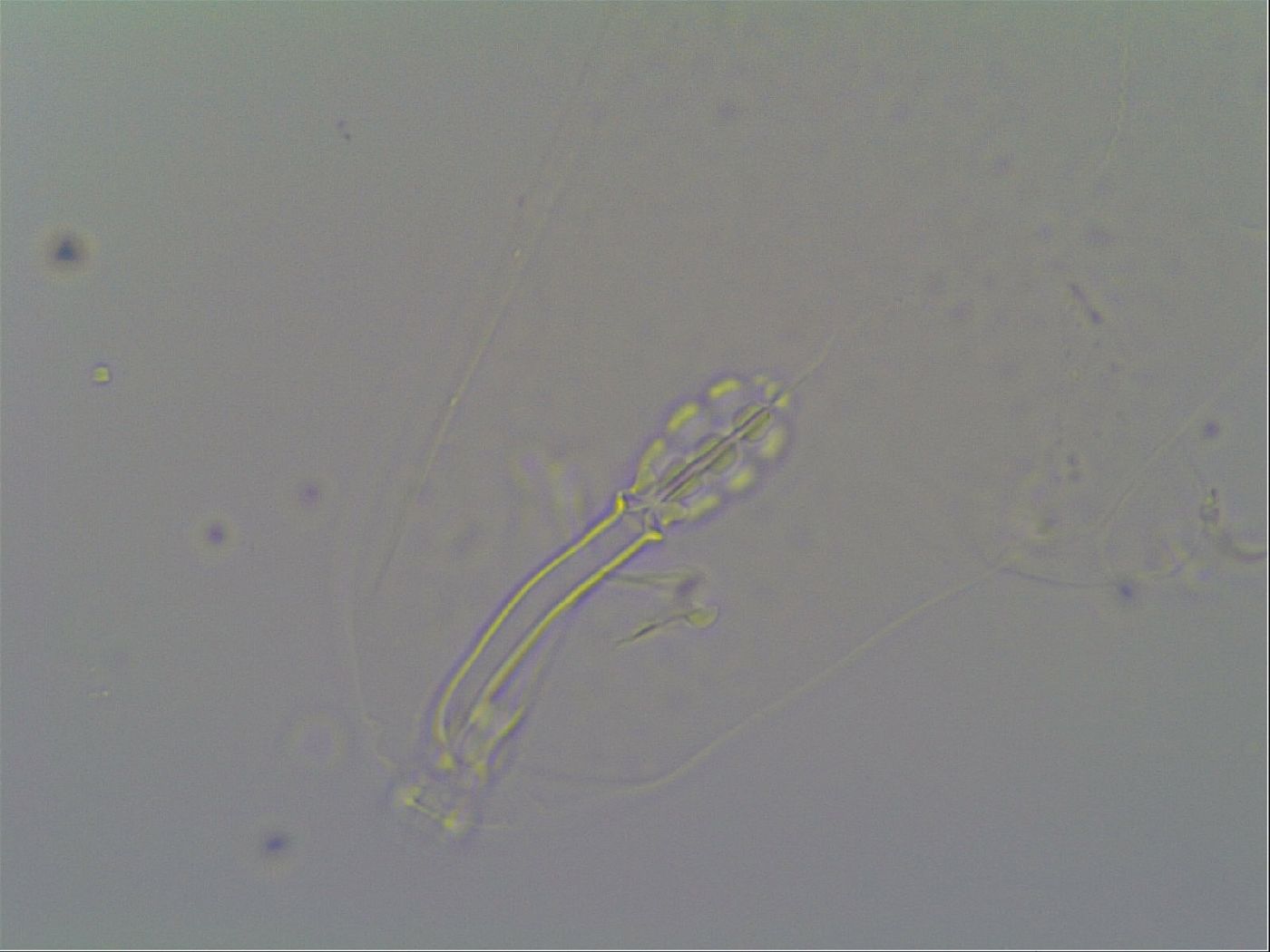 Schusterius tridigitus image