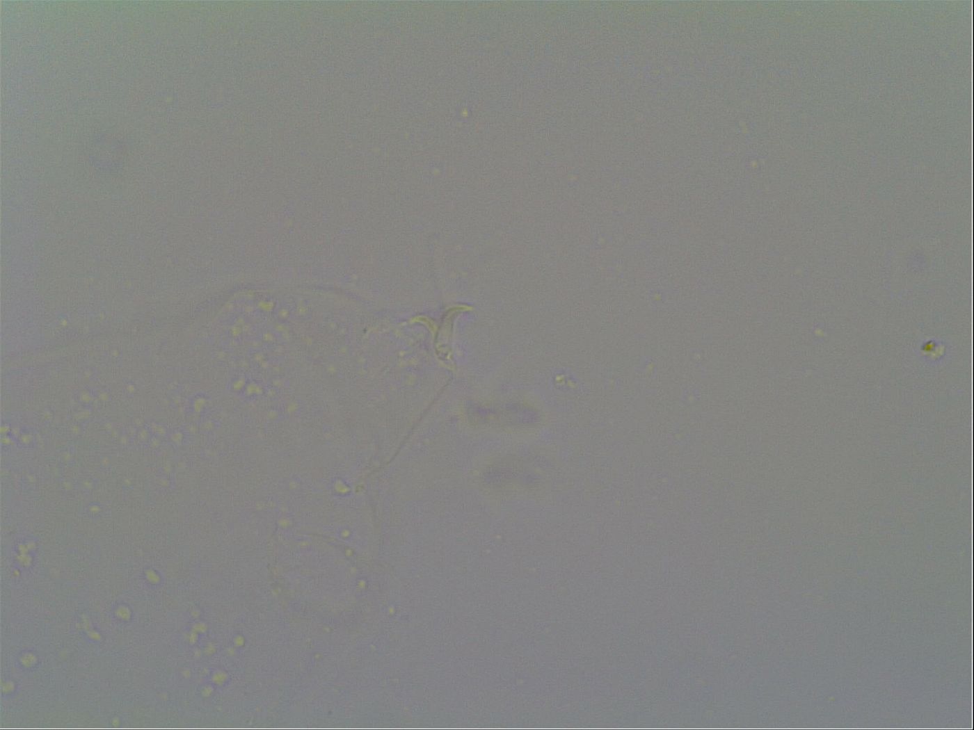 Schusterius tridigitus image