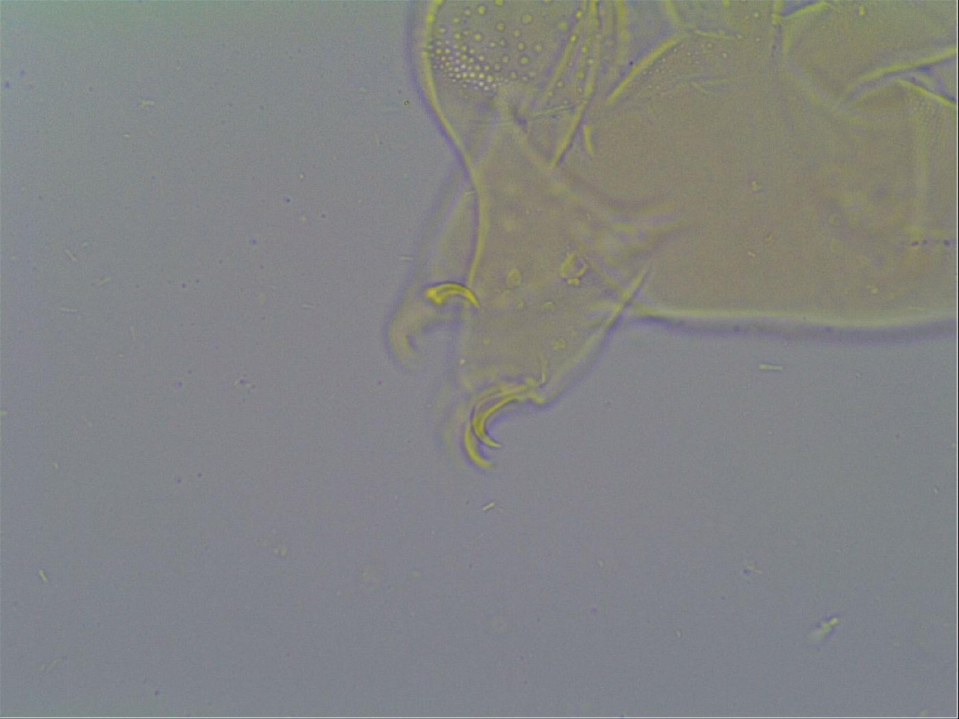Mopsechiniscus schusteri image