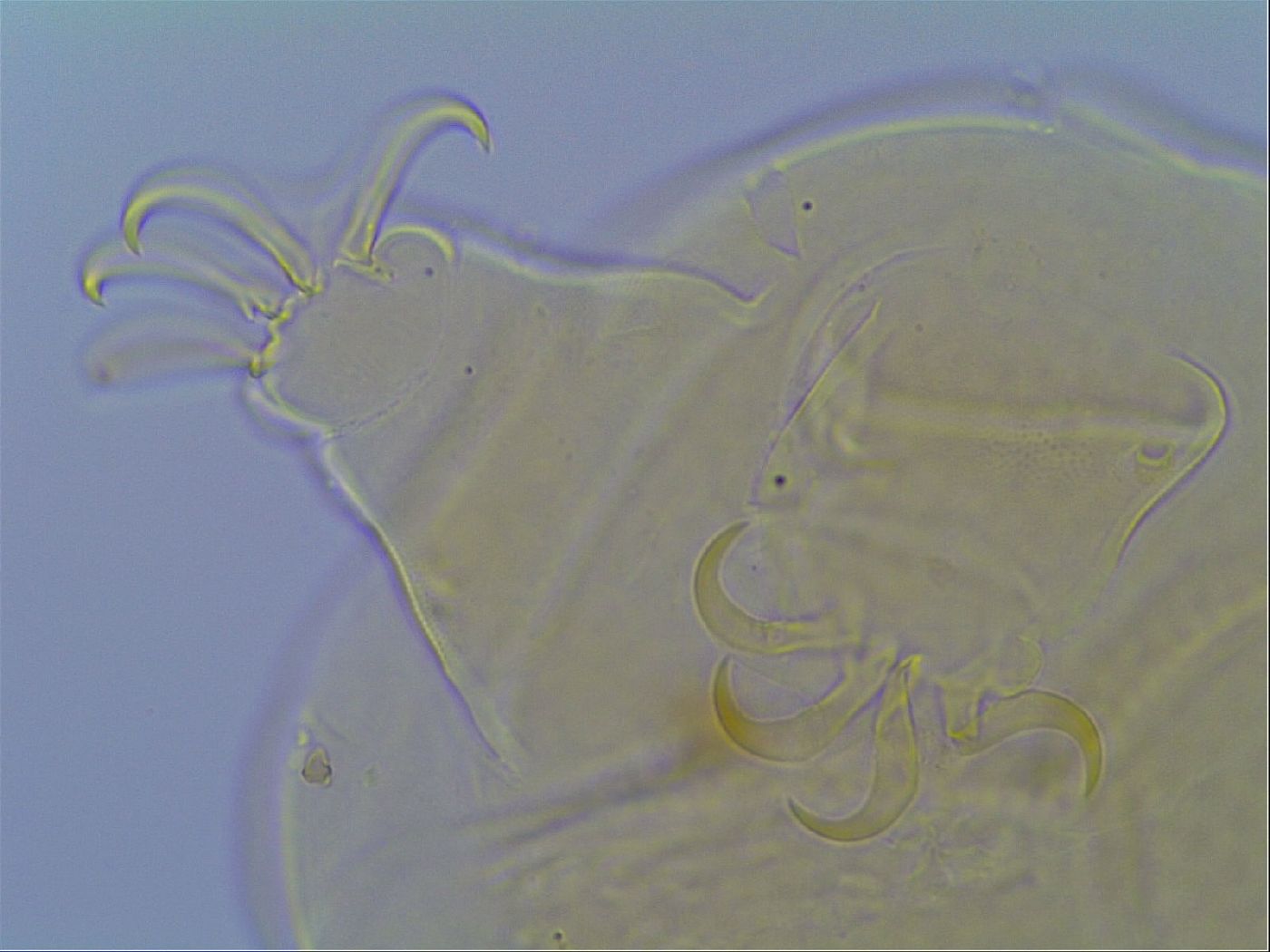 Mopsechiniscus schusteri image