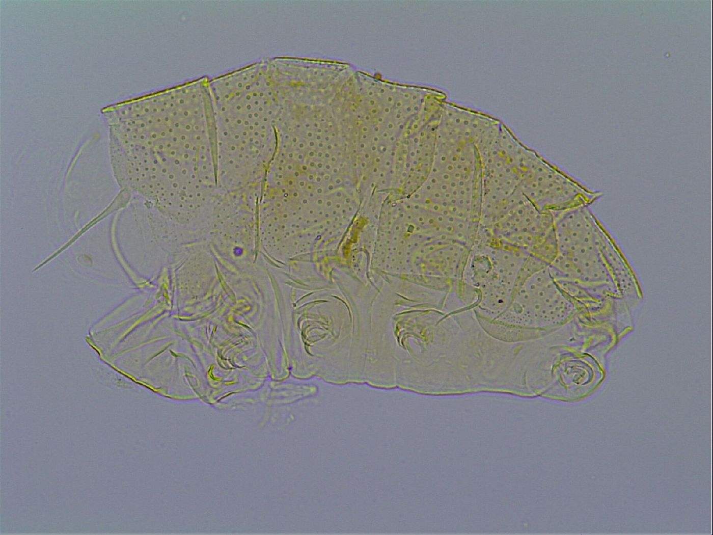 Mopsechiniscus schusteri image