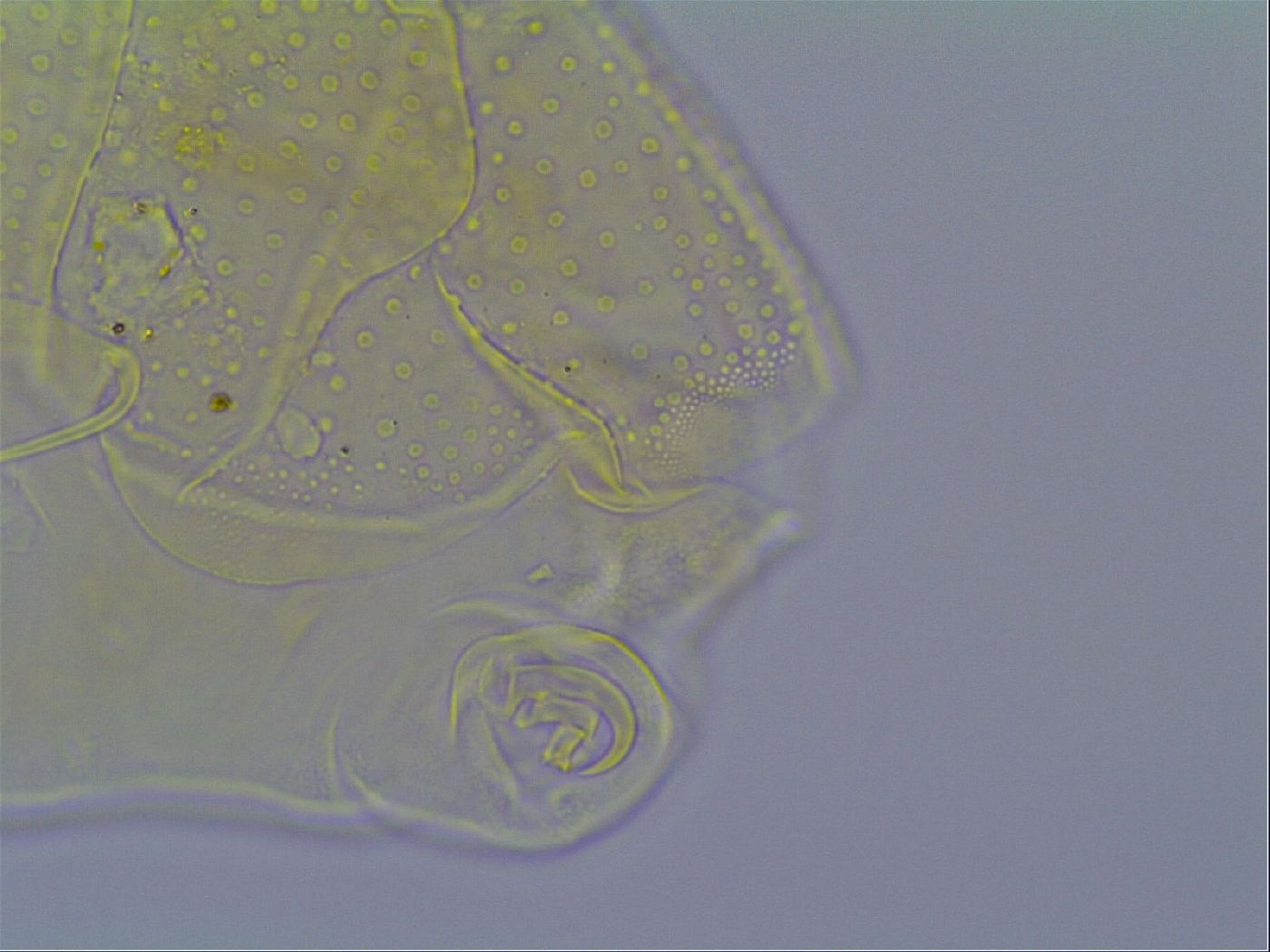 Mopsechiniscus schusteri image