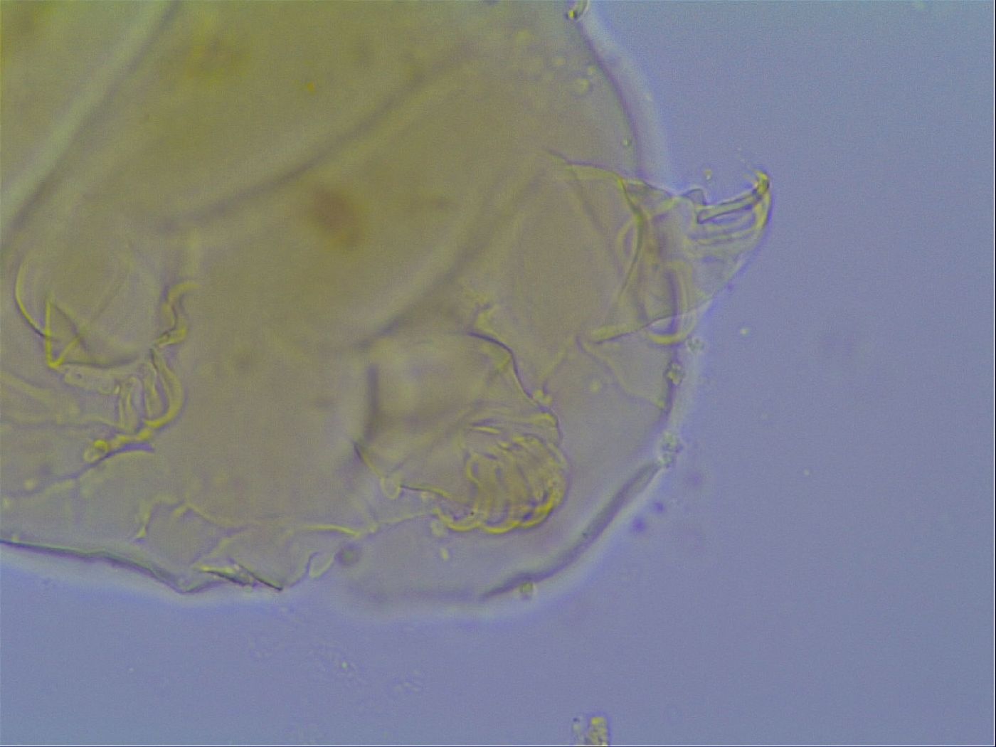 Mopsechiniscus schusteri image