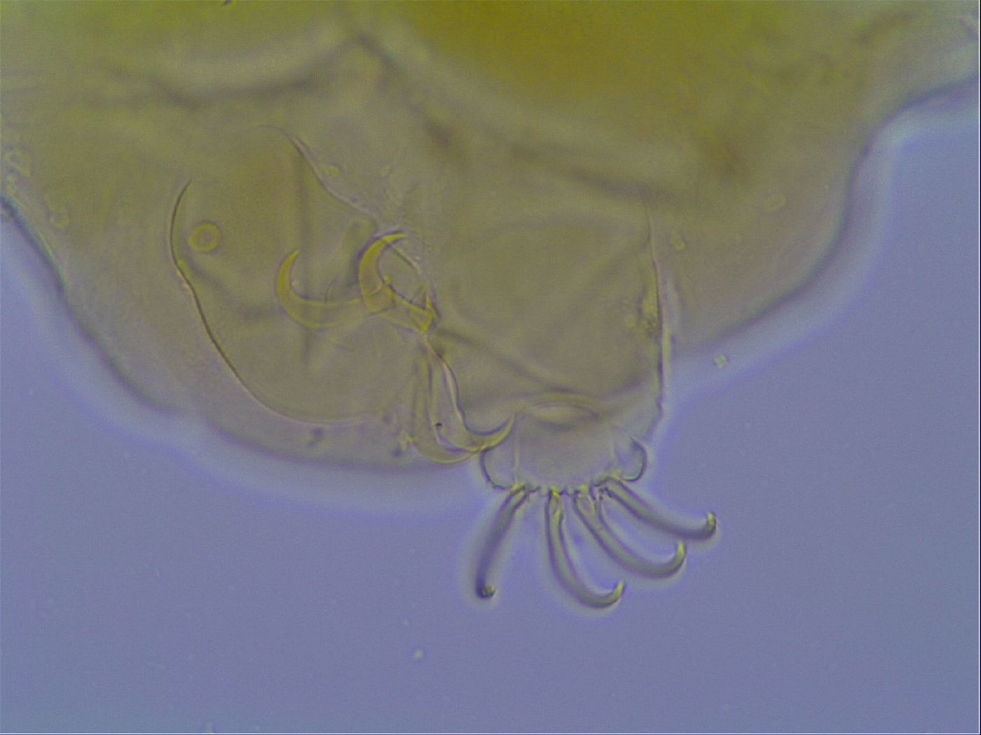 Mopsechiniscus image