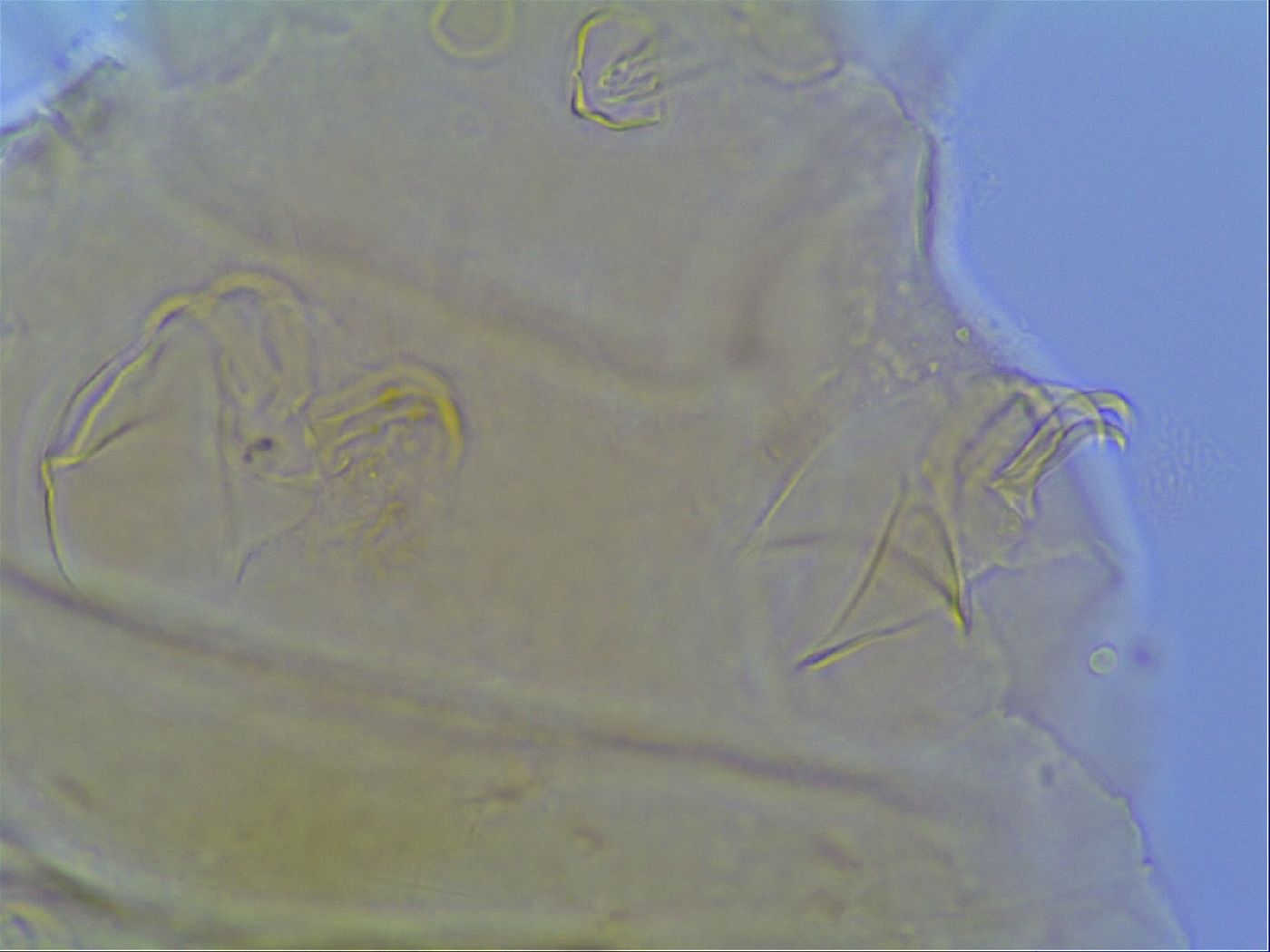 Mopsechiniscus schusteri image