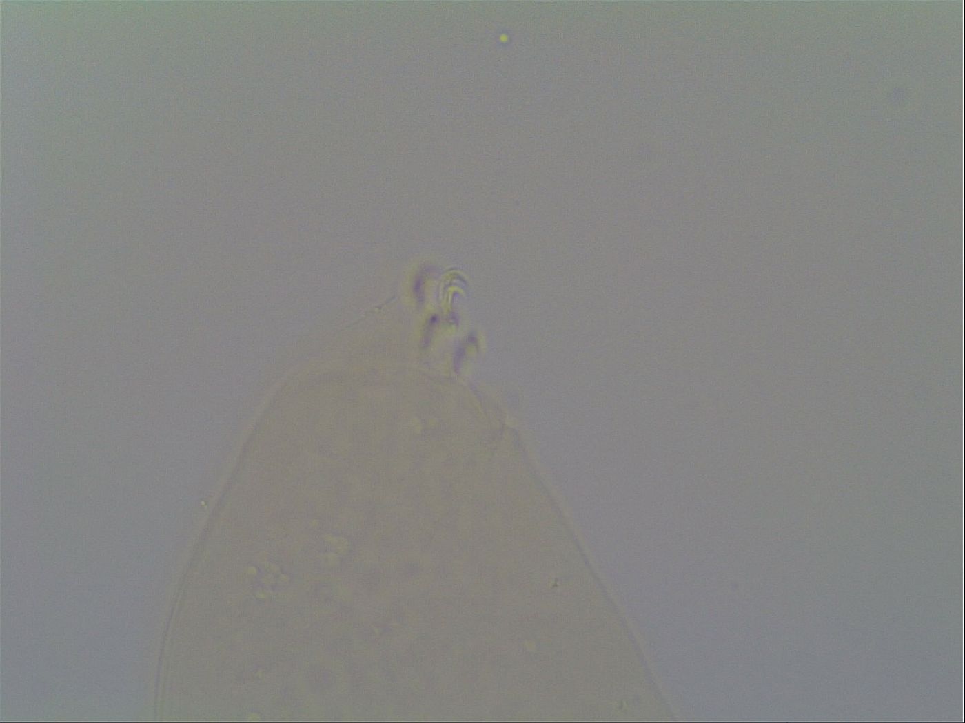 Minilentus dubius image