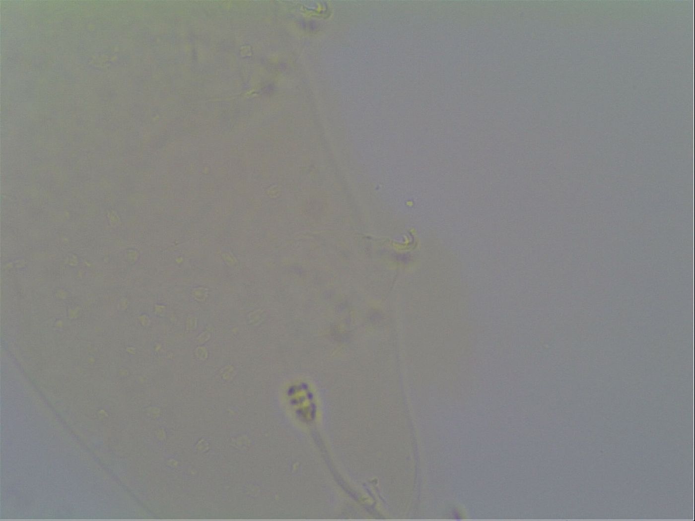 Minilentus image