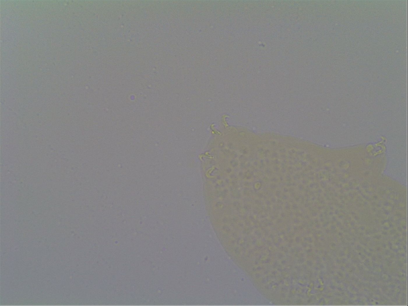 Minilentus dubius image