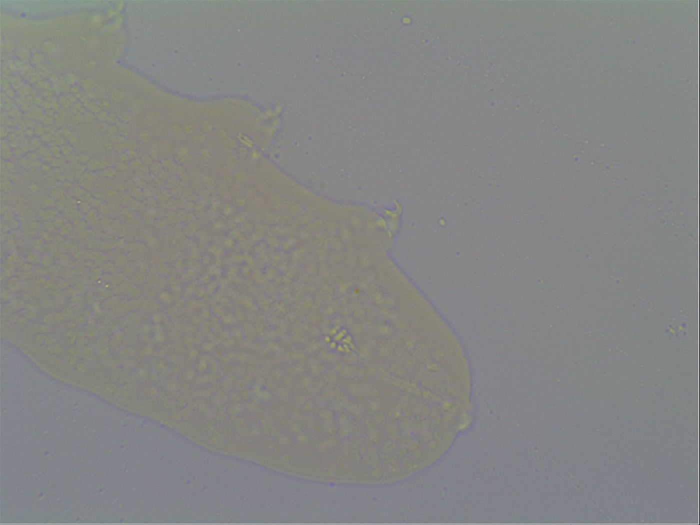 Minilentus dubius image