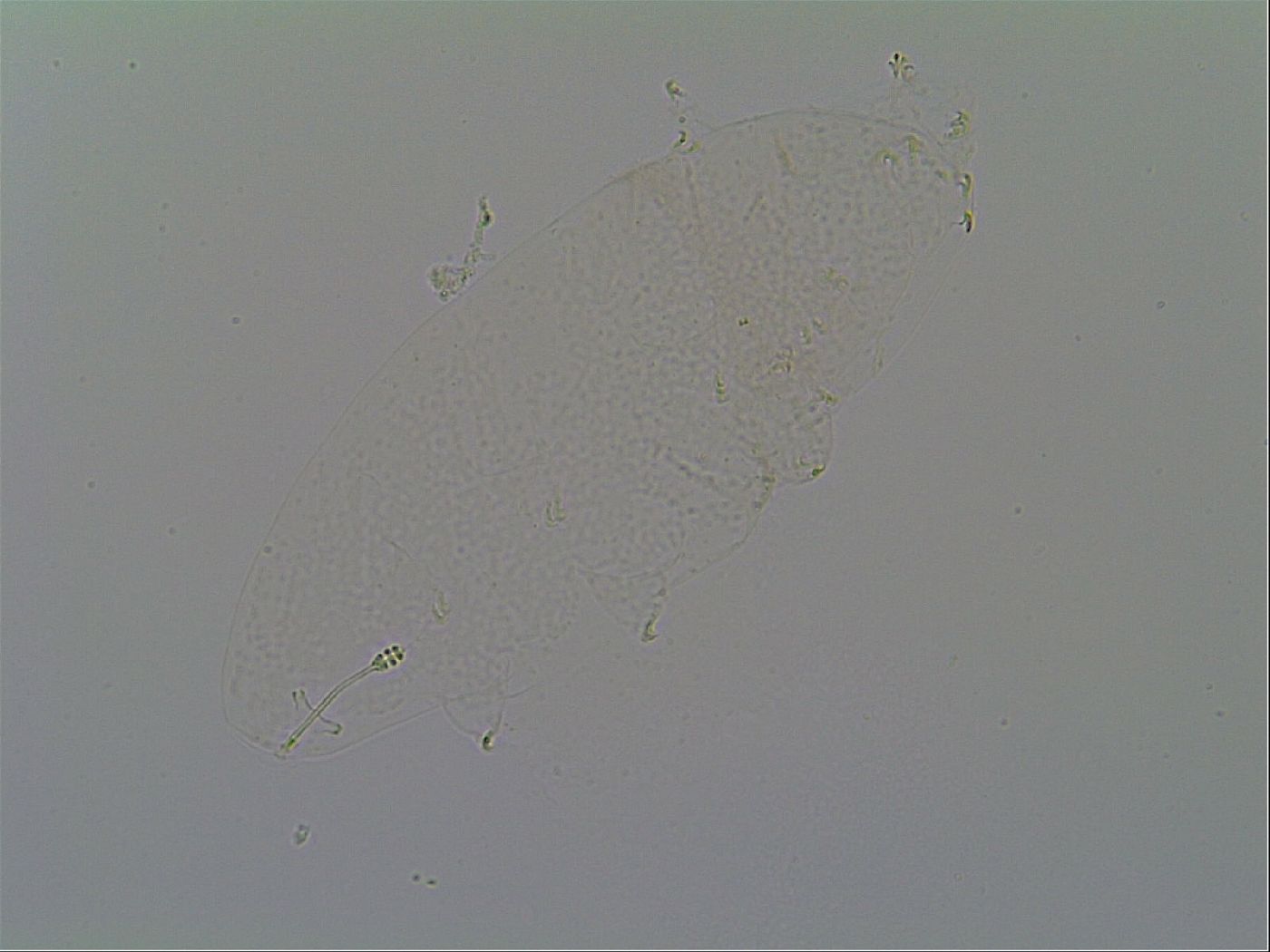 Minilentus image