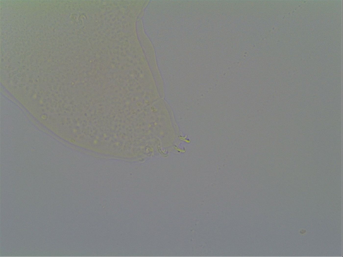 Minilentus dubius image