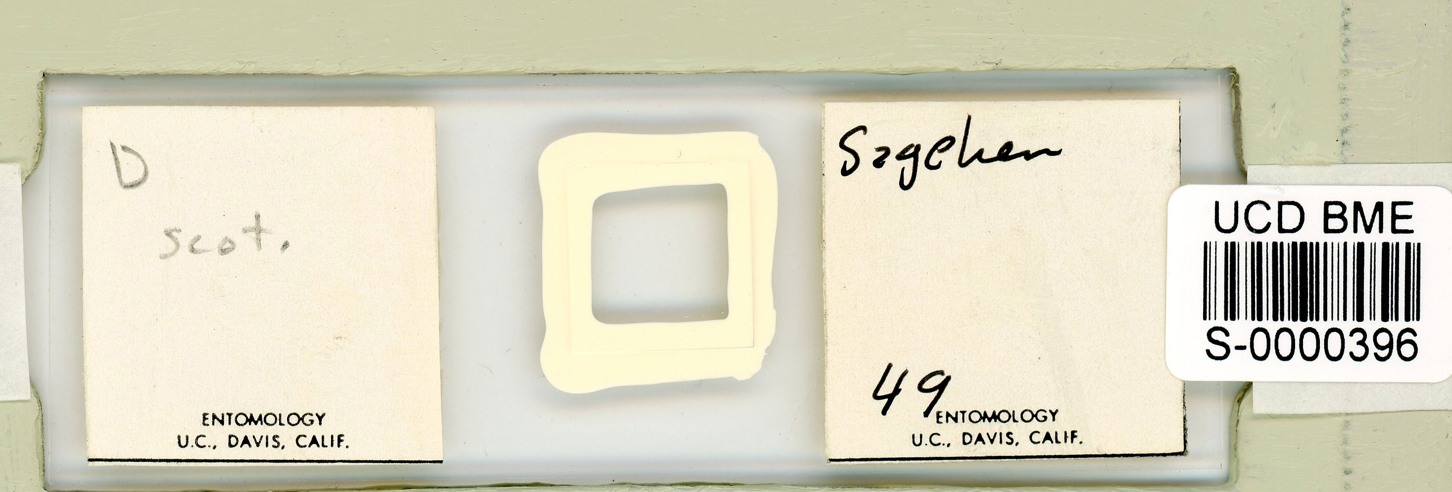 Adropion scoticum image