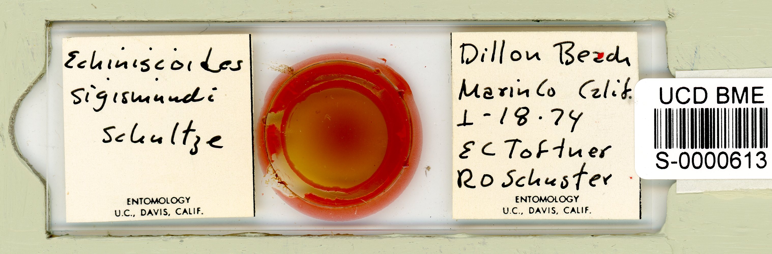 Echiniscoides sigismundi image