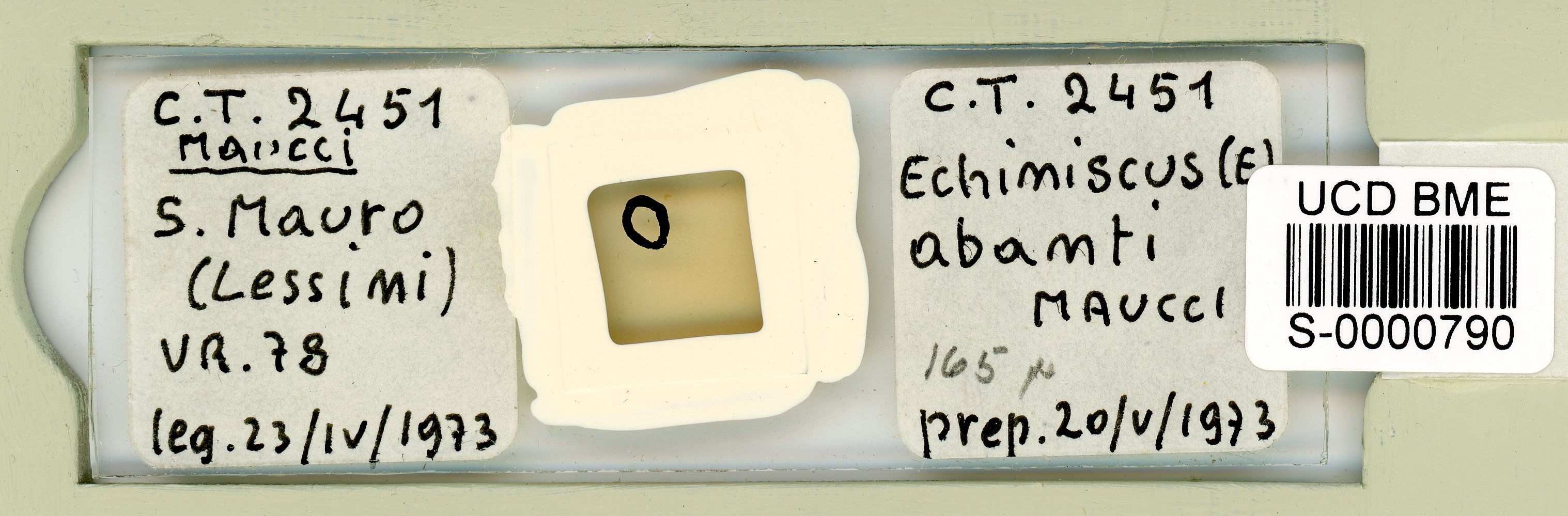 Echiniscus granulatus image