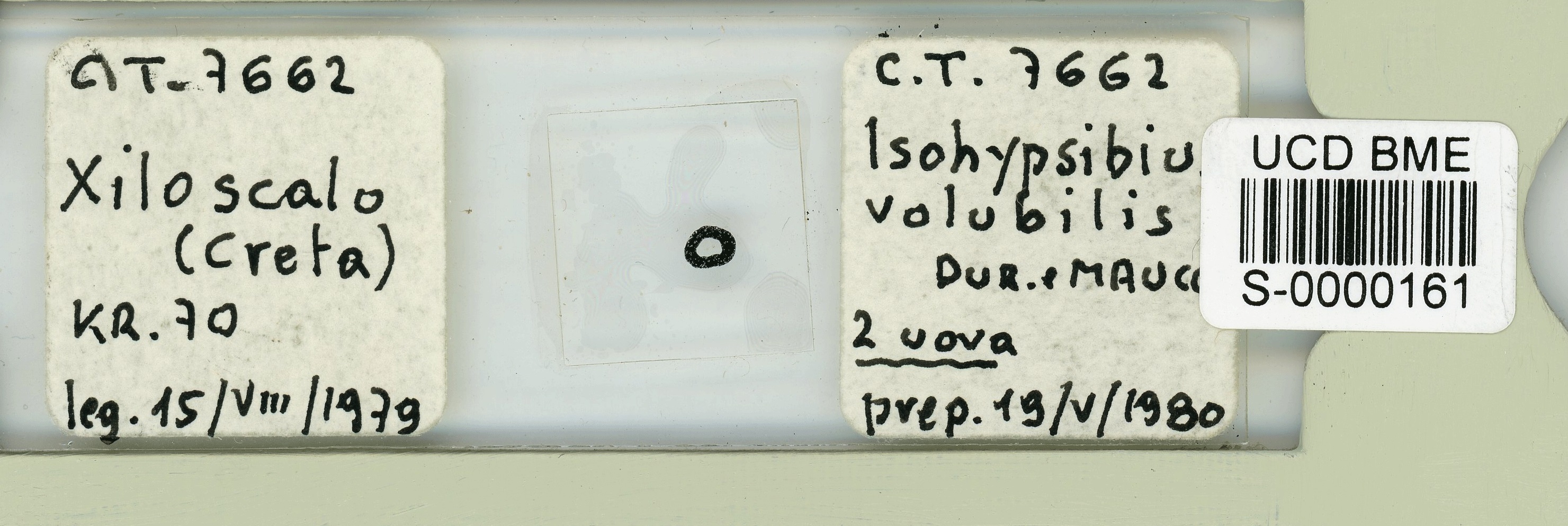 Amphibolus volubilis