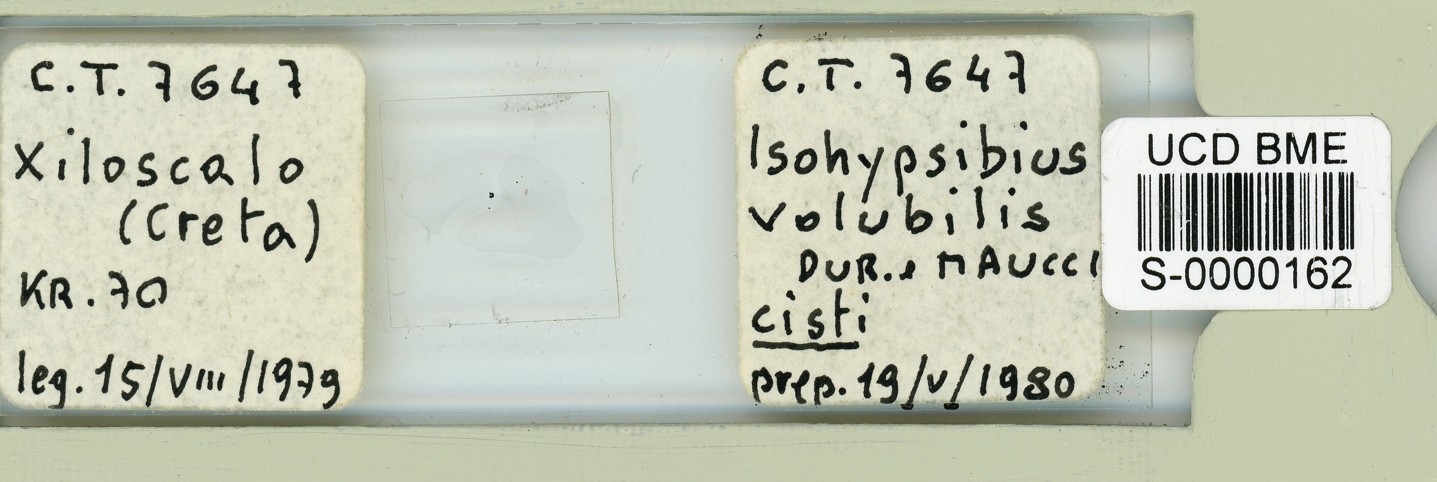Amphibolus volubilis