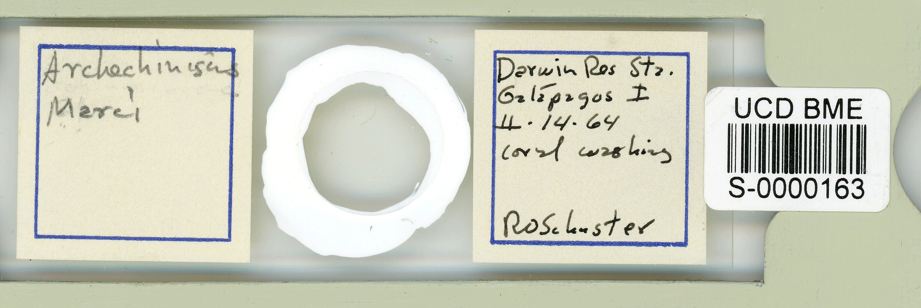 Archechiniscus marci image