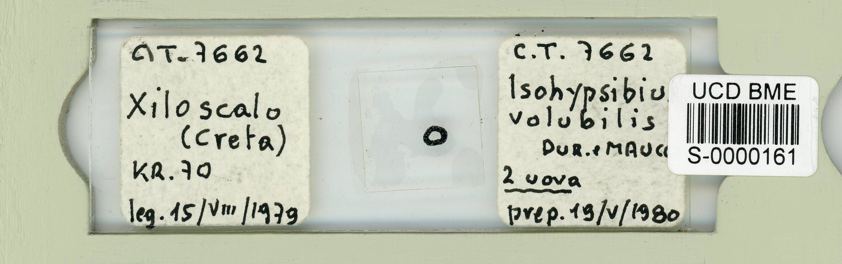 Amphibolus volubilis
