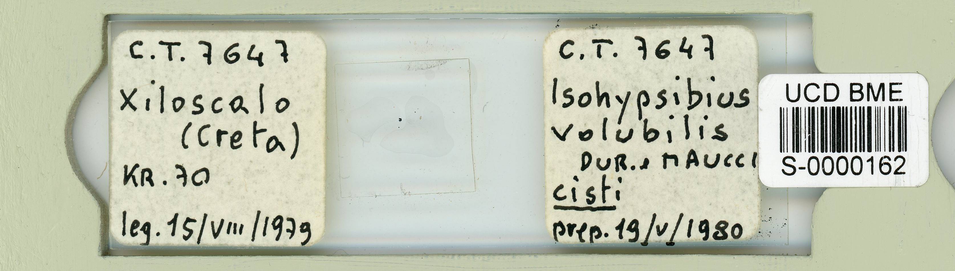 Amphibolus volubilis