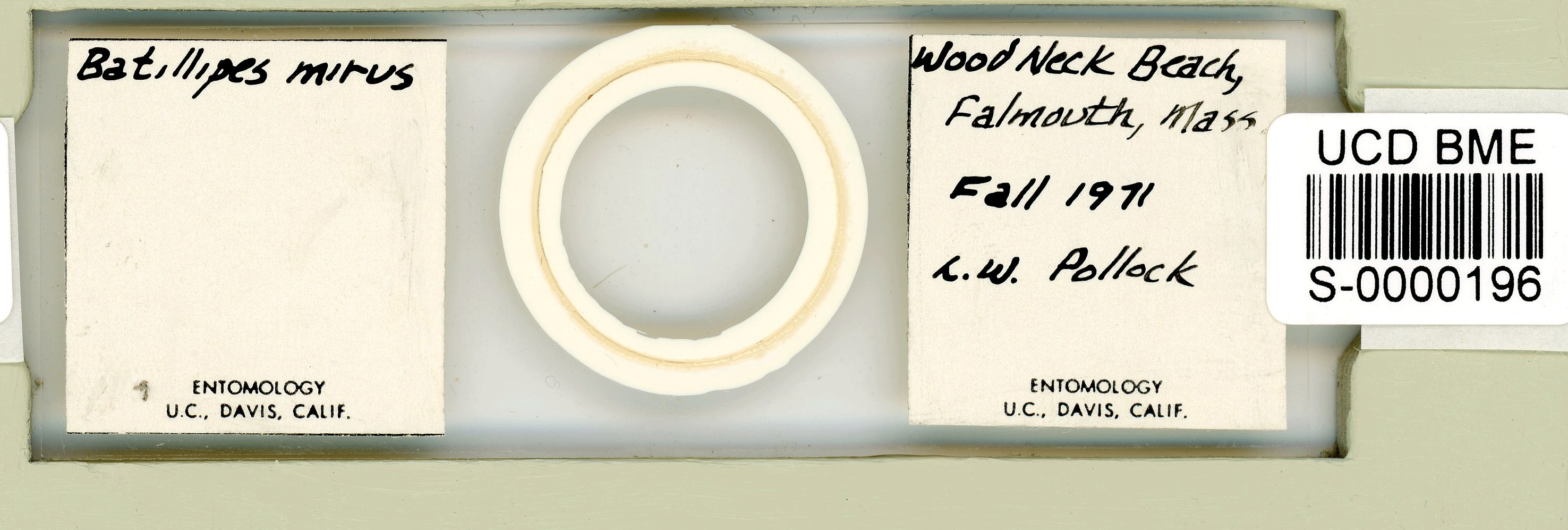 Batillipes minius image