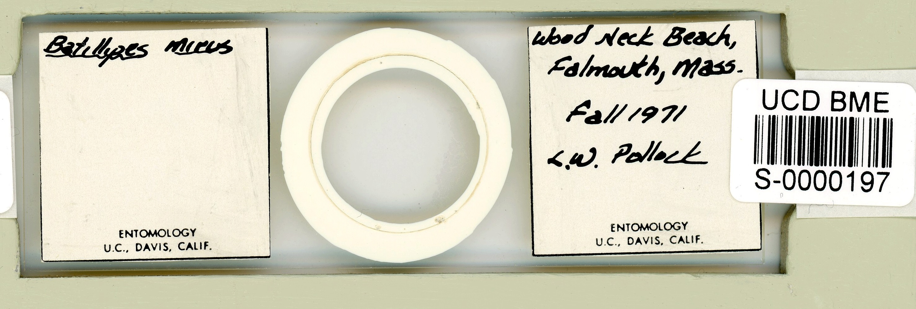 Batillipes minius image