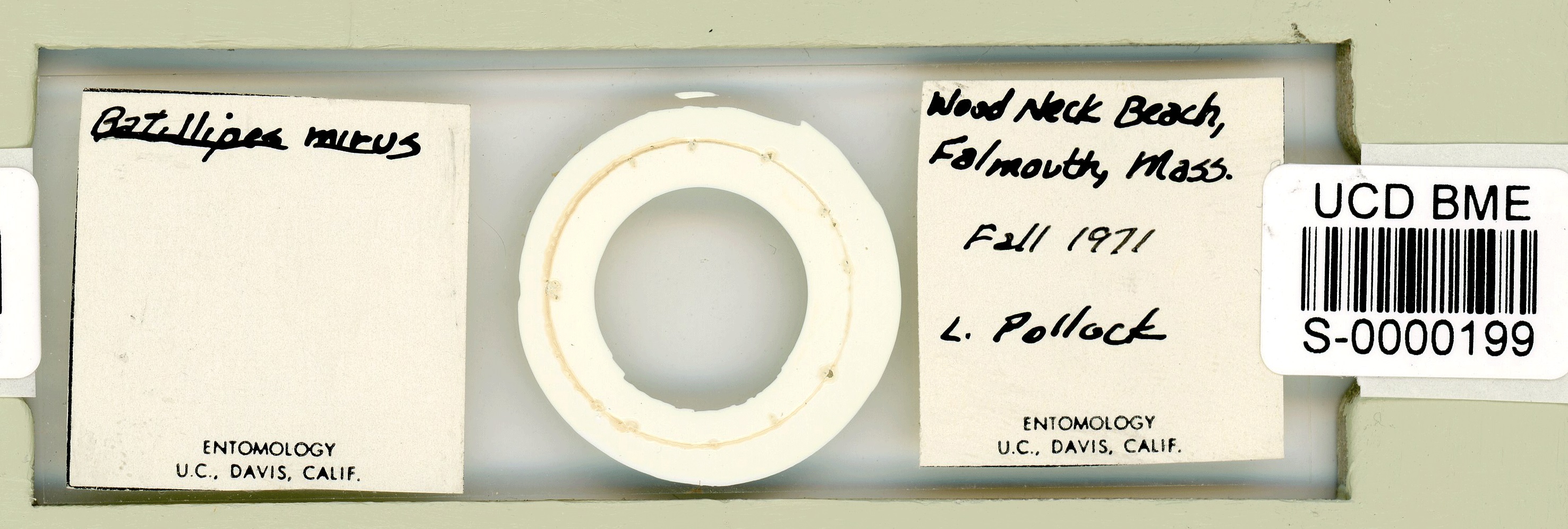 Batillipes minius image
