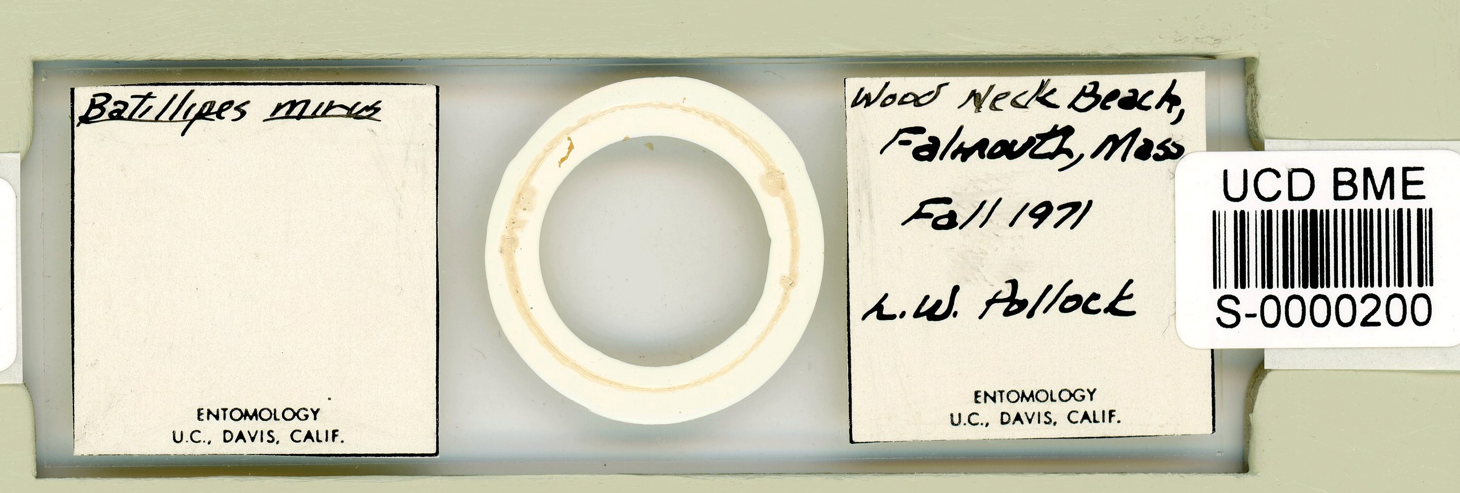 Batillipes minius image