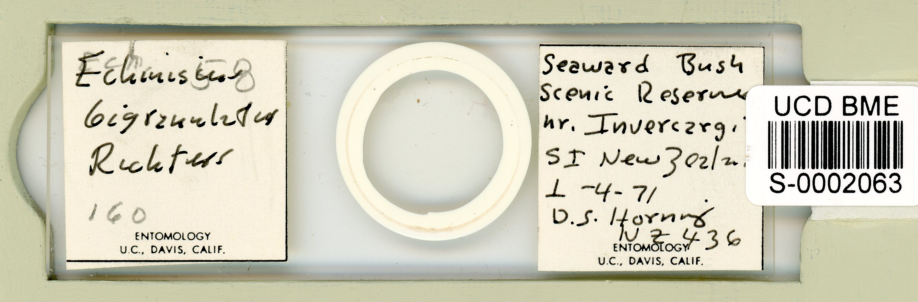 Echiniscus bigranulatus image