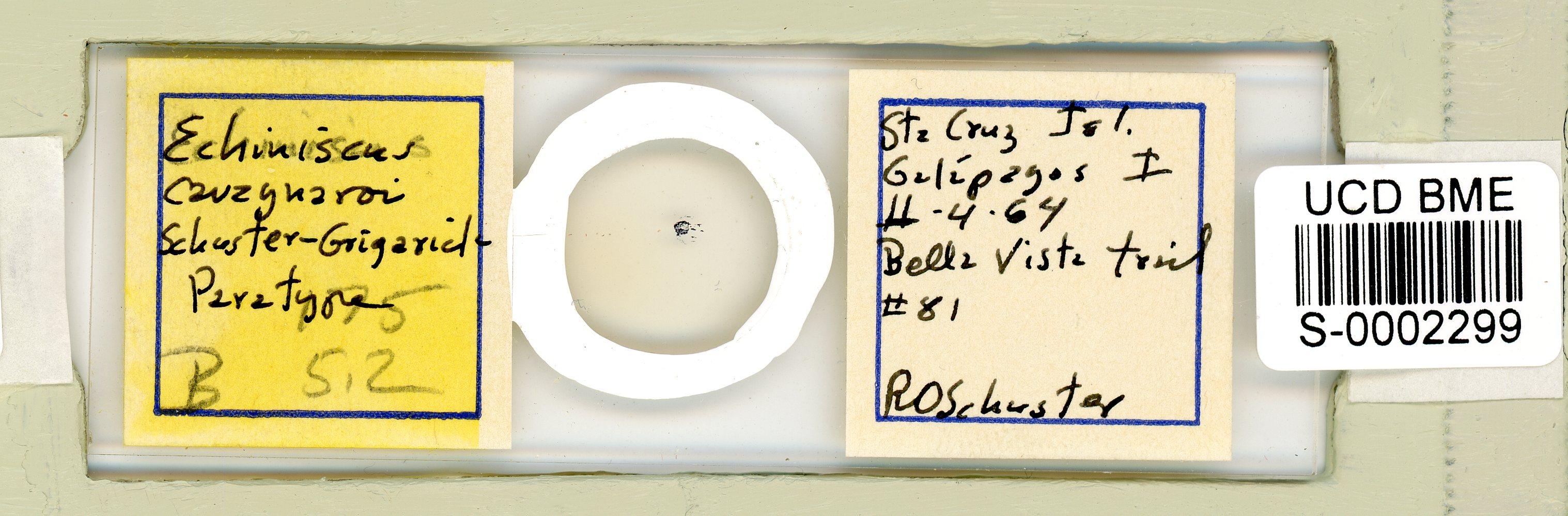 Echiniscus cavagnaroi image