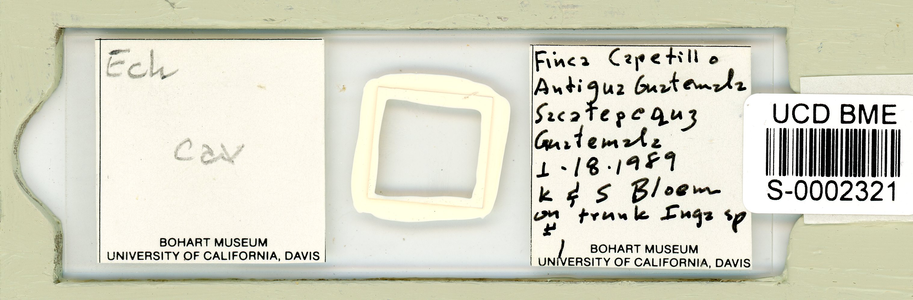 Echiniscus cavagnaroi image